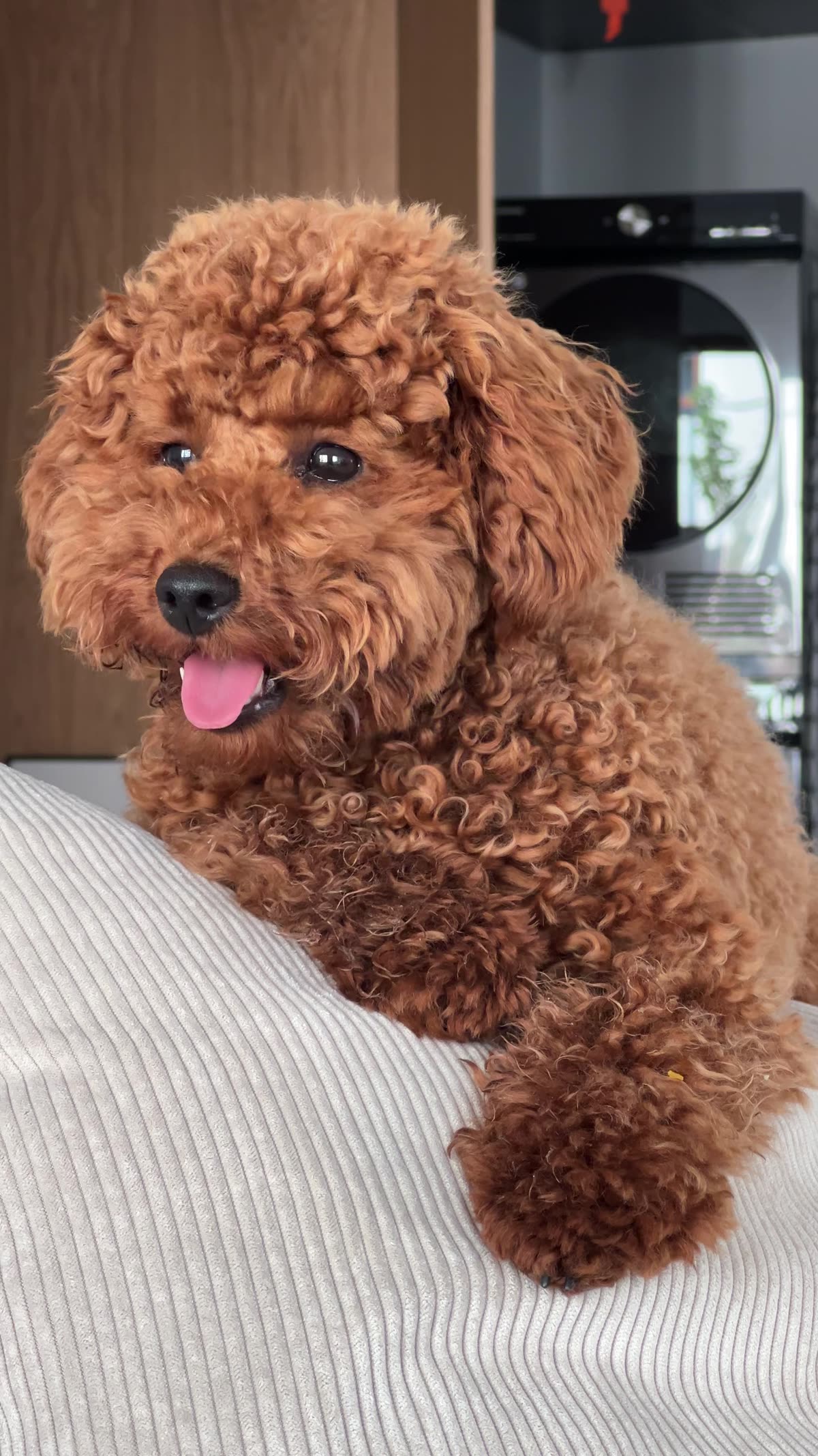 Bekon — miniature poodle